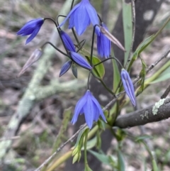 Stypandra glauca (Nodding Blue Lily) at Coree, ACT - 18 Sep 2022 by JaneR