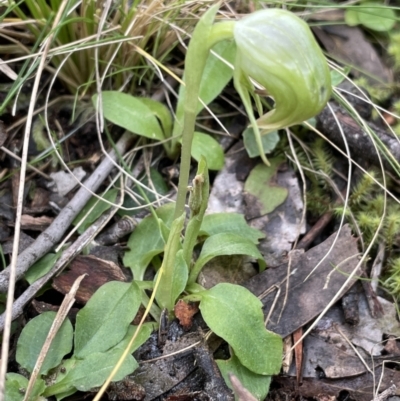Pterostylis nutans (Nodding Greenhood) - 1 Jan 1900 by JaneR