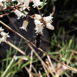 Melangyna collatus at Molonglo Valley, ACT - 11 Sep 2022