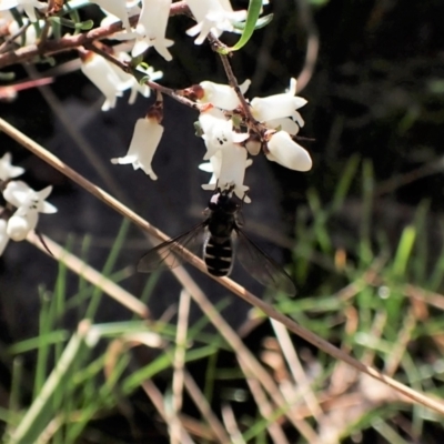 Melangyna collatus (Hover fly) at Molonglo Valley, ACT - 11 Sep 2022 by CathB