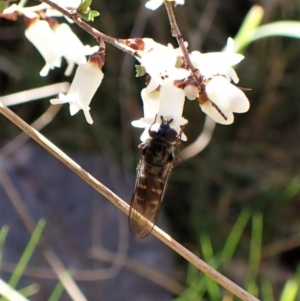 Melangyna collatus at Molonglo Valley, ACT - 11 Sep 2022 10:44 AM