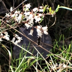 Melangyna collatus at Molonglo Valley, ACT - 11 Sep 2022 10:44 AM