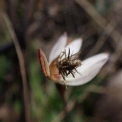 Heliocosma (genus - immature) at Black Mountain - 13 Sep 2022