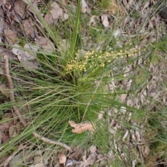 Lomandra filiformis subsp. filiformis (Wattle Matrush) at Point 4081 - 28 Aug 2022 by CathB