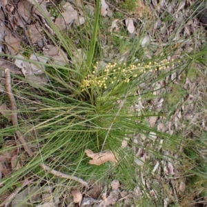 Lomandra filiformis subsp. filiformis at Aranda, ACT - 28 Aug 2022 03:04 PM