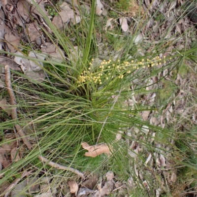 Lomandra filiformis subsp. filiformis (Wattle Matrush) at Point 4081 - 28 Aug 2022 by CathB