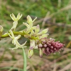 Stackhousia monogyna (Creamy Candles) at Jerrabomberra, ACT - 18 Sep 2022 by Mike