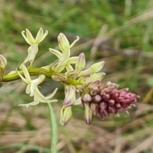 Stackhousia monogyna at Jerrabomberra, ACT - 18 Sep 2022