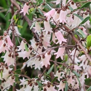 Cryptandra amara at Jerrabomberra, ACT - 18 Sep 2022