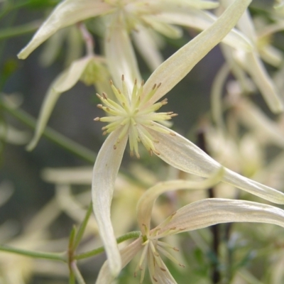 Clematis leptophylla (Small-leaf Clematis, Old Man's Beard) at Aranda Bushland - 18 Sep 2022 by MatthewFrawley