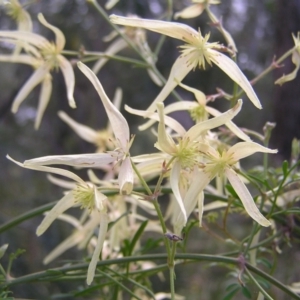 Clematis leptophylla at Cook, ACT - 18 Sep 2022