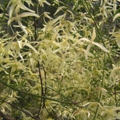 Clematis leptophylla at Cook, ACT - 18 Sep 2022