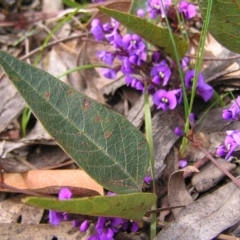 Hardenbergia violacea (False Sarsaparilla) at Aranda, ACT - 18 Sep 2022 by MatthewFrawley