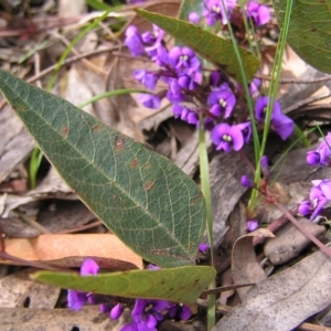 Hardenbergia violacea at Aranda, ACT - 18 Sep 2022 01:07 PM