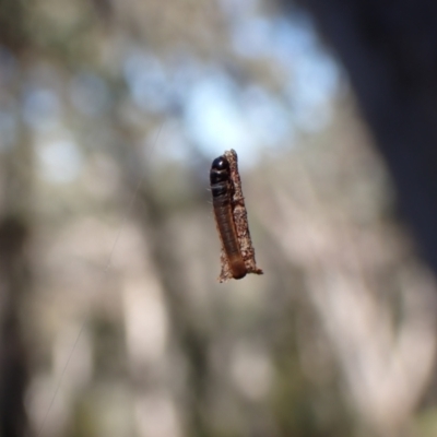 Conoeca or Lepidoscia (genera) IMMATURE at Aranda, ACT - 21 Aug 2022 by CathB