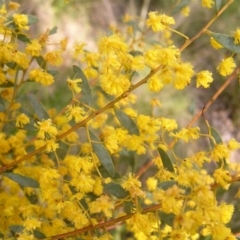 Acacia buxifolia subsp. buxifolia (Box-leaf Wattle) at Molonglo Valley, ACT - 18 Sep 2022 by MatthewFrawley