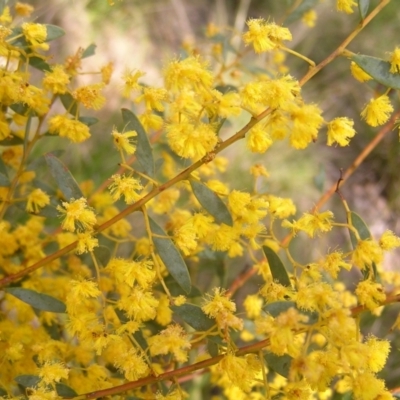 Acacia buxifolia subsp. buxifolia (Box-leaf Wattle) at Molonglo Valley, ACT - 18 Sep 2022 by MatthewFrawley