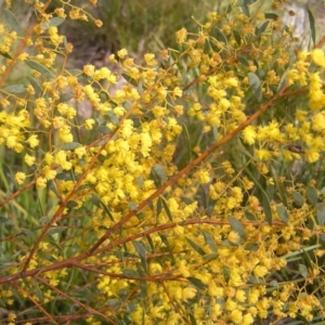 Acacia buxifolia subsp. buxifolia at Molonglo Valley, ACT - 18 Sep 2022