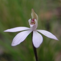 Caladenia fuscata (Dusky Fingers) at Aranda Bushland - 18 Sep 2022 by MatthewFrawley