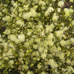 Acacia genistifolia (Early Wattle) at Aranda Bushland - 18 Sep 2022 by MatthewFrawley