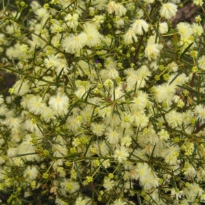 Acacia genistifolia at Molonglo Valley, ACT - 18 Sep 2022