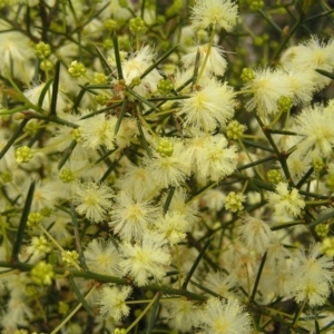 Acacia genistifolia at Molonglo Valley, ACT - 18 Sep 2022