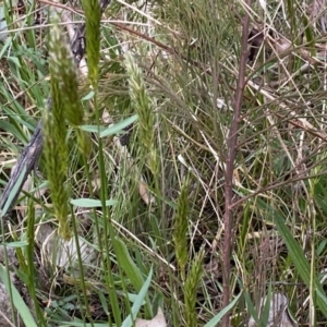 Anthoxanthum odoratum at Watson, ACT - 18 Sep 2022