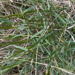 Anthoxanthum odoratum at Watson, ACT - 18 Sep 2022