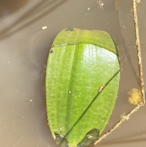 Ottelia ovalifolia subsp. ovalifolia at Watson, ACT - 18 Sep 2022