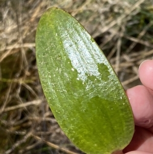 Ottelia ovalifolia subsp. ovalifolia at Watson, ACT - 18 Sep 2022