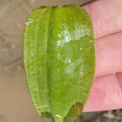 Ottelia ovalifolia subsp. ovalifolia at Watson, ACT - 18 Sep 2022 12:40 PM