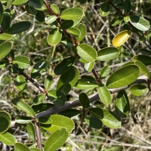 Pyracantha fortuneana at Watson, ACT - 18 Sep 2022