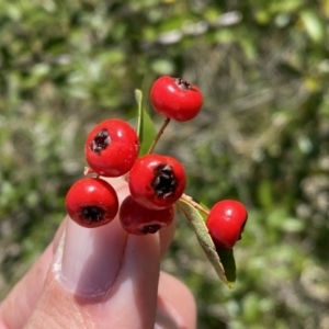 Pyracantha fortuneana at Watson, ACT - 18 Sep 2022