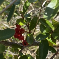 Pyracantha fortuneana at Watson, ACT - 18 Sep 2022