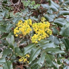 Berberis aquifolium (Oregon Grape) at Watson, ACT - 18 Sep 2022 by SteveBorkowskis