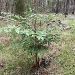 Nandina domestica (Sacred Bamboo) at Watson, ACT - 18 Sep 2022 by SteveBorkowskis