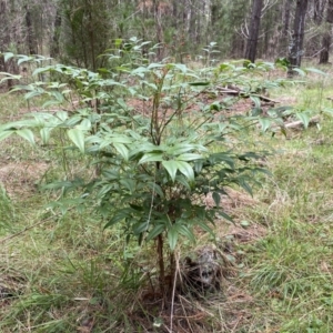 Nandina domestica at Watson, ACT - 18 Sep 2022