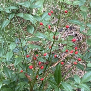 Nandina domestica at Watson, ACT - 18 Sep 2022