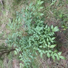 Nandina domestica at Watson, ACT - 18 Sep 2022