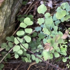 Adiantum aethiopicum (Common Maidenhair Fern) at Mount Majura - 18 Sep 2022 by SteveBorkowskis