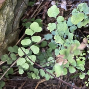 Adiantum aethiopicum at Watson, ACT - 18 Sep 2022