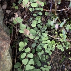 Adiantum aethiopicum at Watson, ACT - 18 Sep 2022