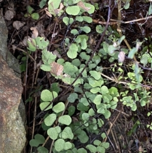 Adiantum aethiopicum at Watson, ACT - 18 Sep 2022