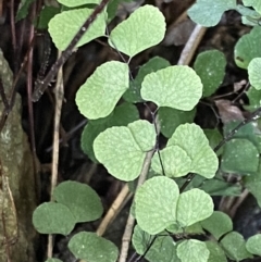 Adiantum aethiopicum at Watson, ACT - 18 Sep 2022