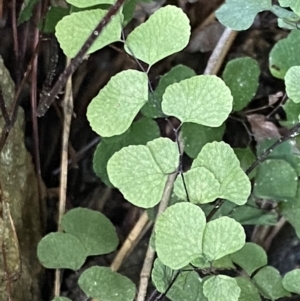 Adiantum aethiopicum at Watson, ACT - suppressed