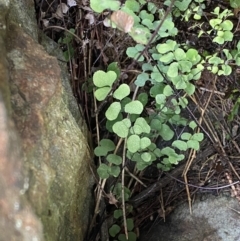 Adiantum aethiopicum at Watson, ACT - suppressed