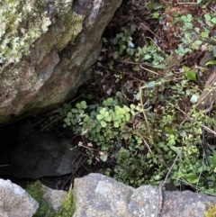 Adiantum aethiopicum at Watson, ACT - 18 Sep 2022