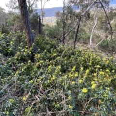 Berberis aquifolium (Oregon Grape) at Watson, ACT - 18 Sep 2022 by SteveBorkowskis