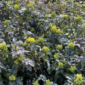 Berberis aquifolium at Watson, ACT - 18 Sep 2022