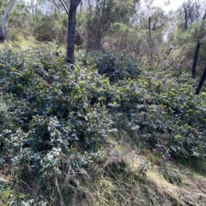 Berberis aquifolium at Watson, ACT - 18 Sep 2022